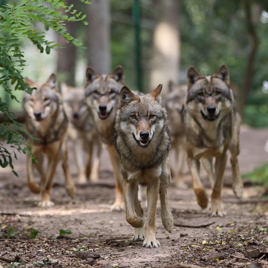 Wolfcenter Dörverden (Vorschaubild)